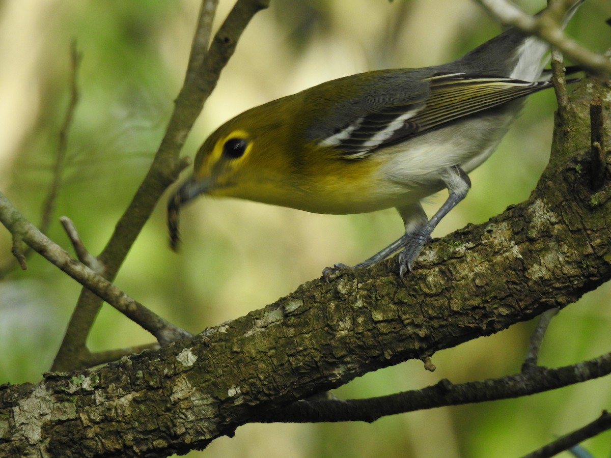 Yellow-throated Vireo - Deena Oungst