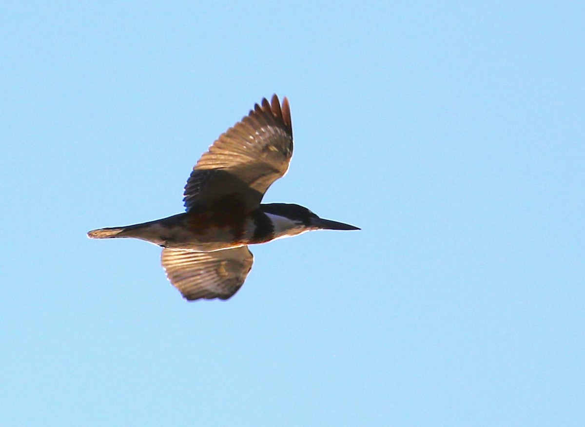 Belted Kingfisher - ML623409003