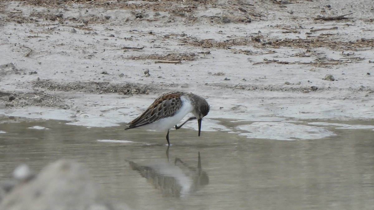 Western Sandpiper - Brandon Nooner