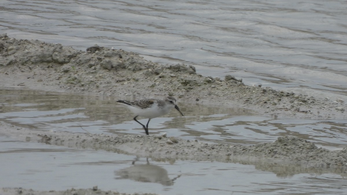 Western Sandpiper - ML623409035