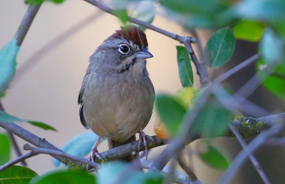 Rufous-crowned Sparrow - ML623409036