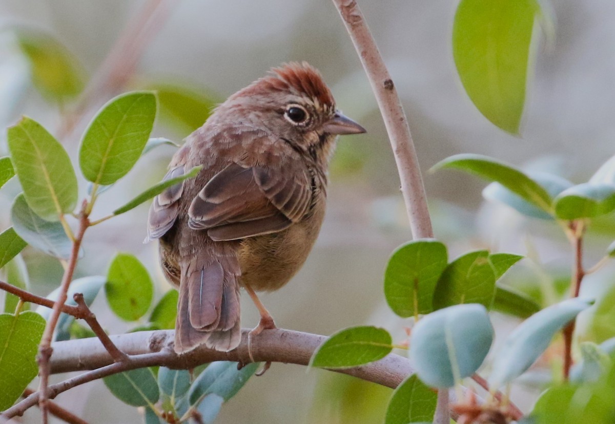 Rufous-crowned Sparrow - Chris Conard