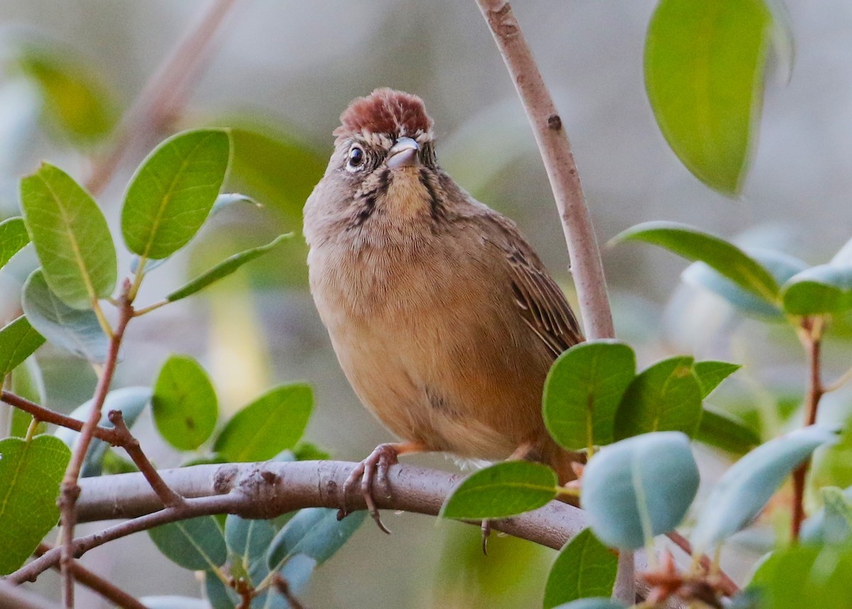 Rufous-crowned Sparrow - ML623409038