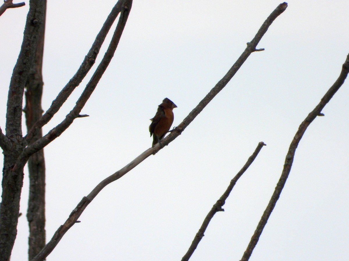 Blue Grosbeak - ML623409045