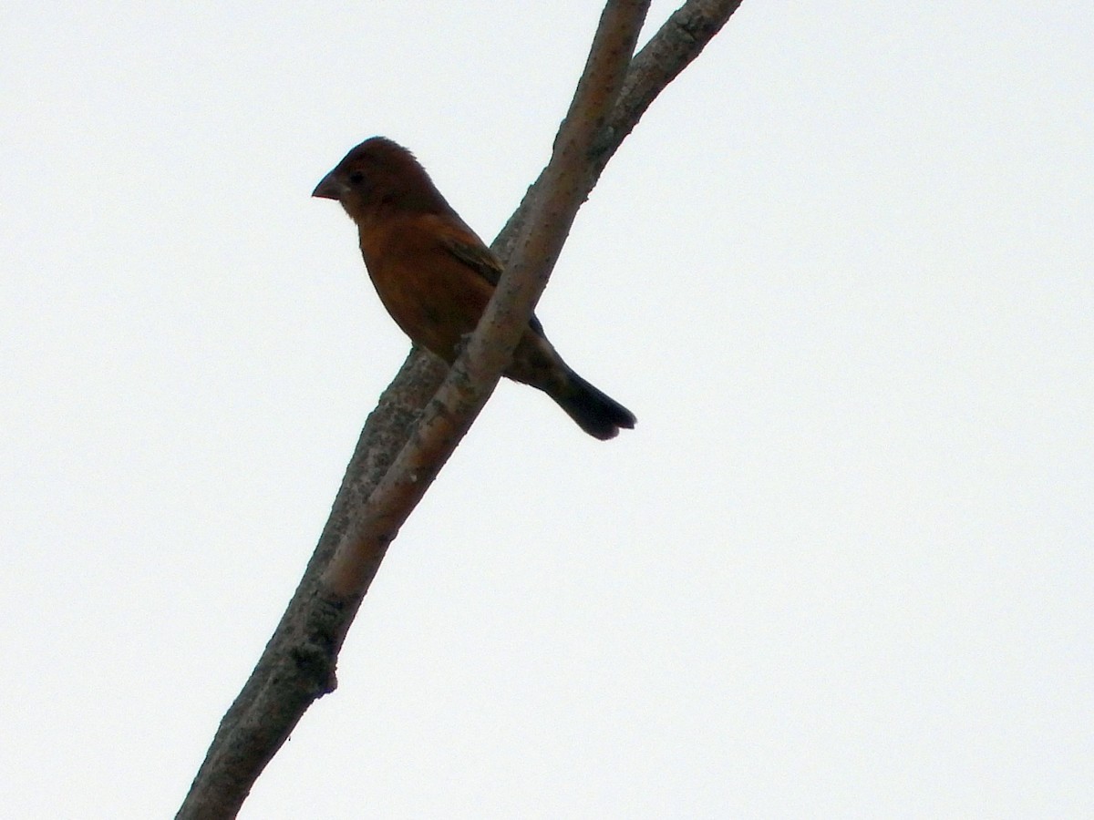 Blue Grosbeak - ML623409046