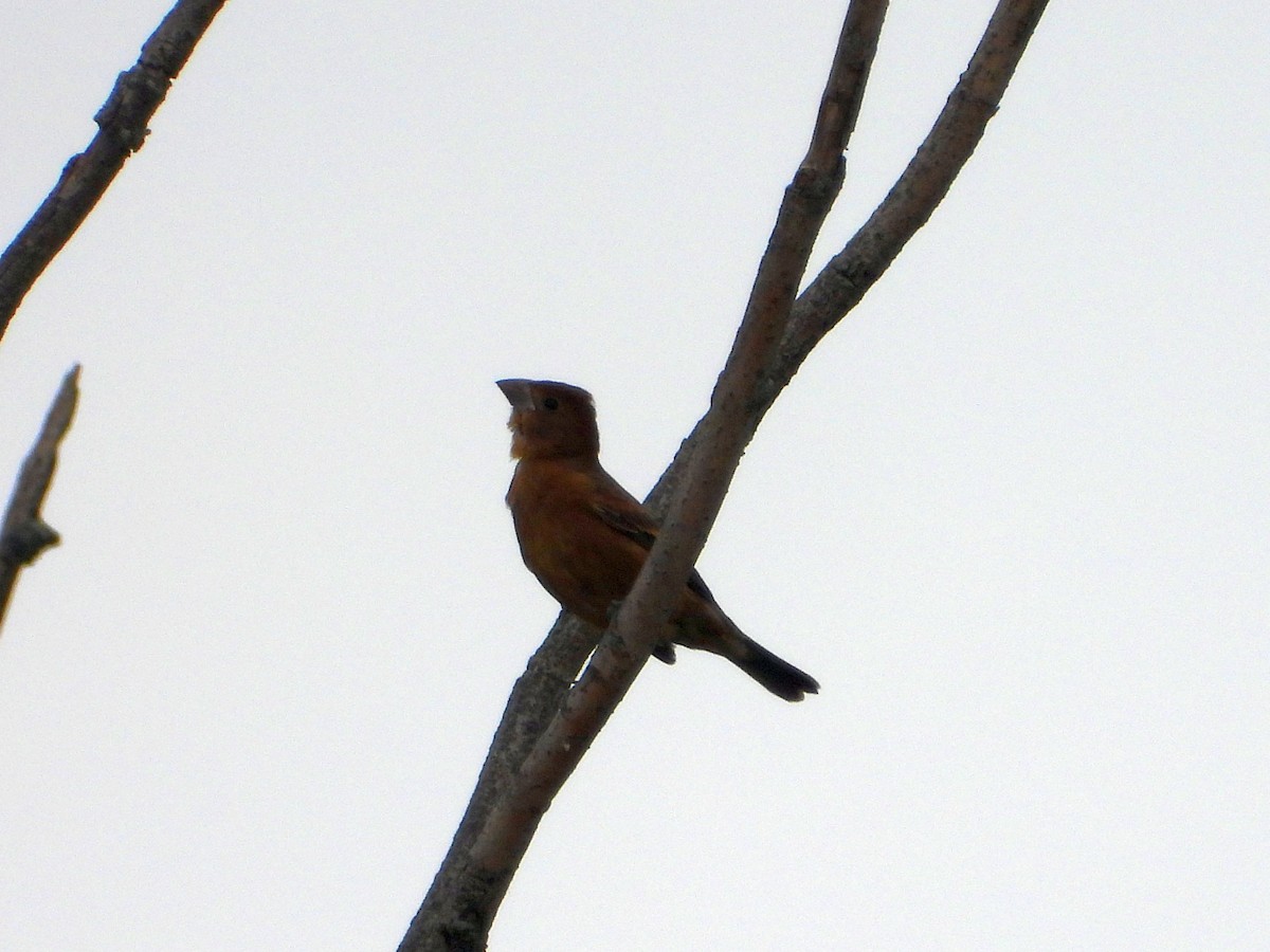 Blue Grosbeak - ML623409047