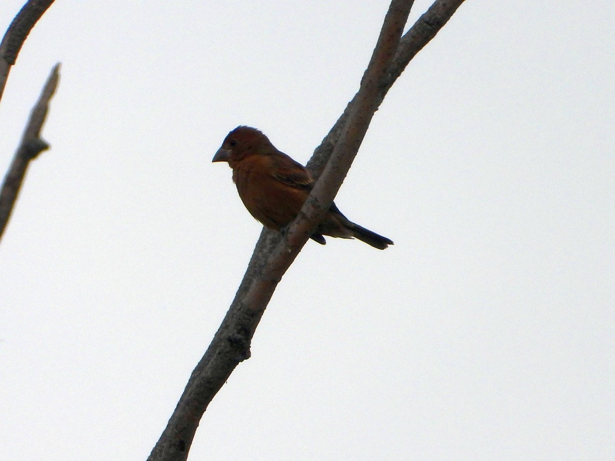 Blue Grosbeak - ML623409049