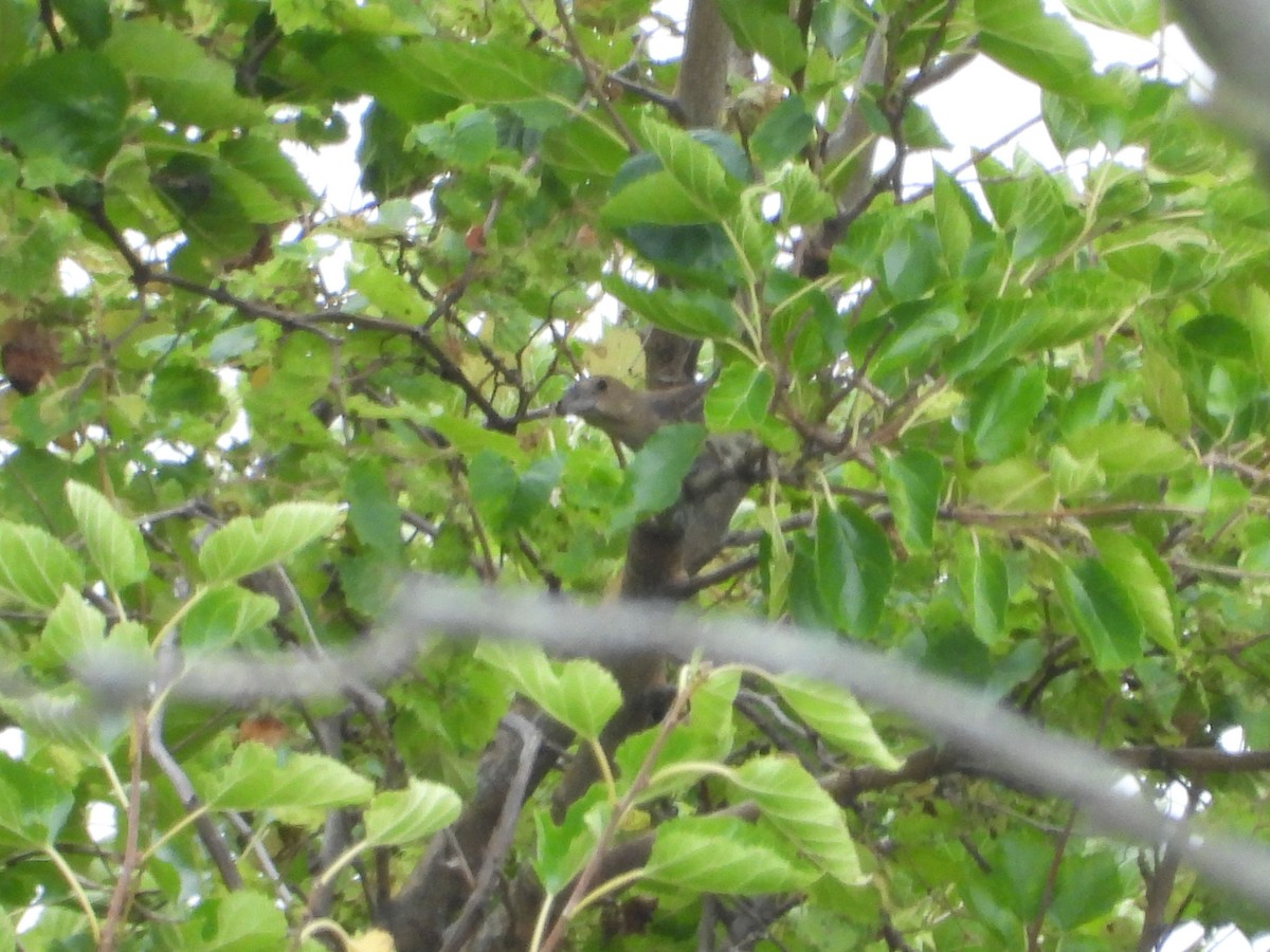 Blue Grosbeak - ML623409051