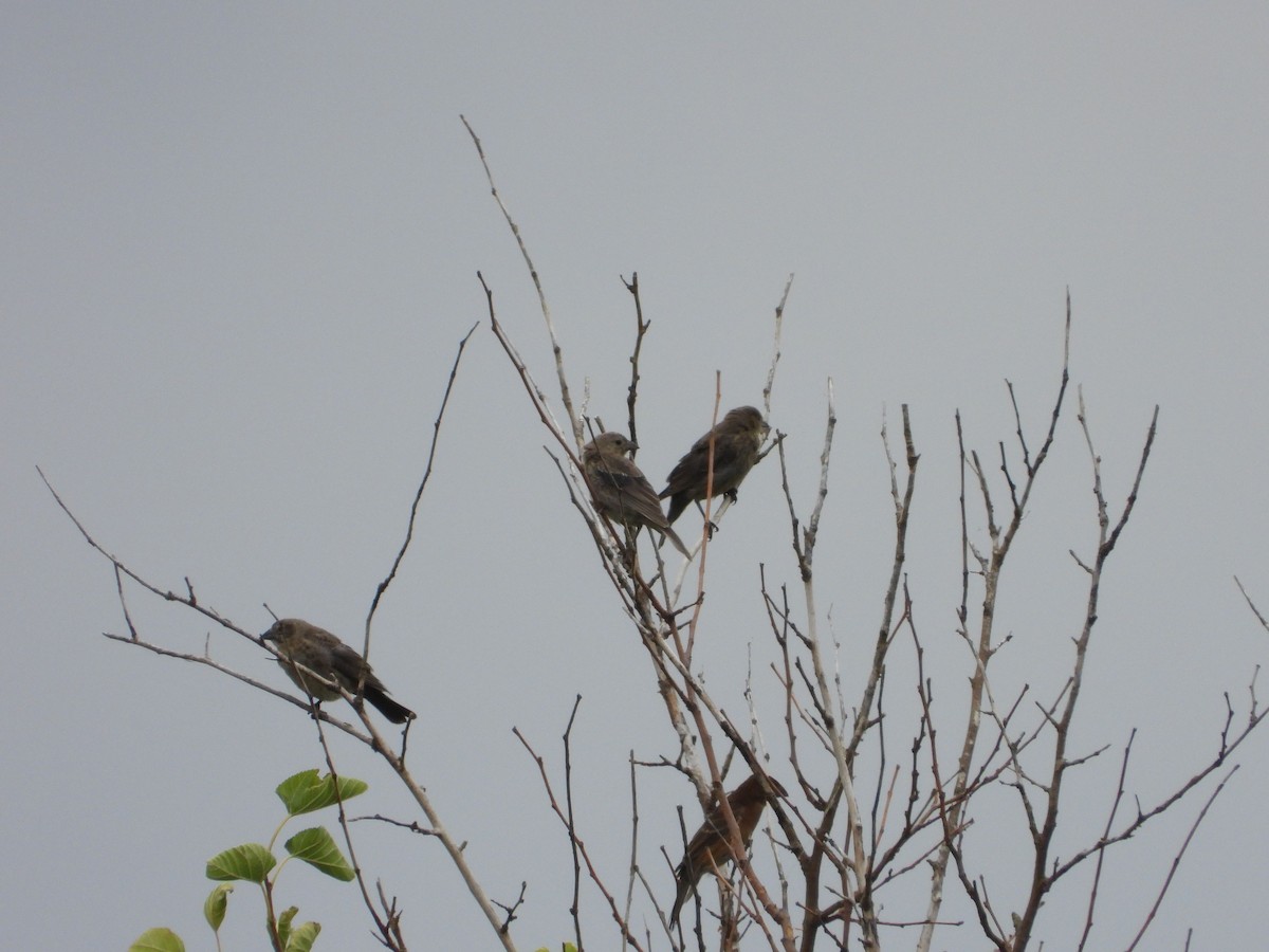 Blue Grosbeak - ML623409052