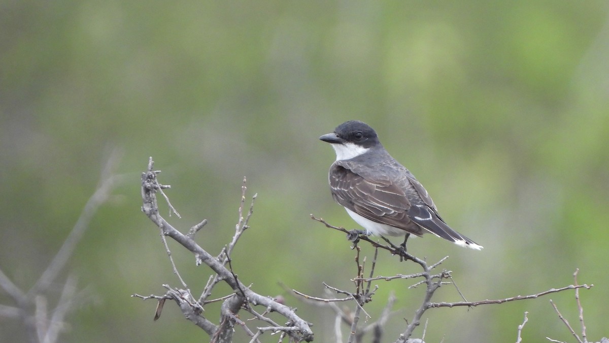 Eastern Kingbird - ML623409053