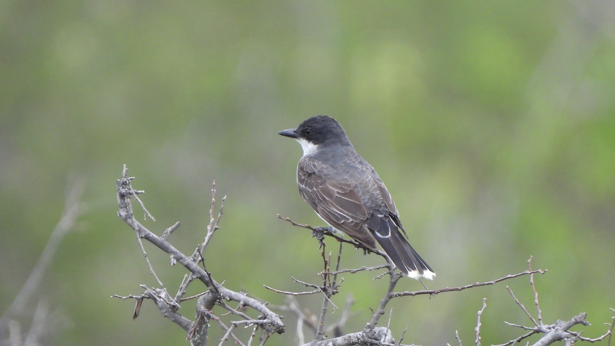 Eastern Kingbird - ML623409054