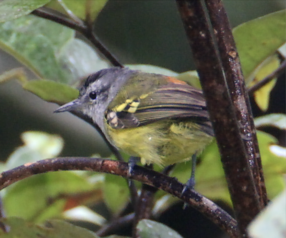 Rufous-rumped Antwren - ML623409164