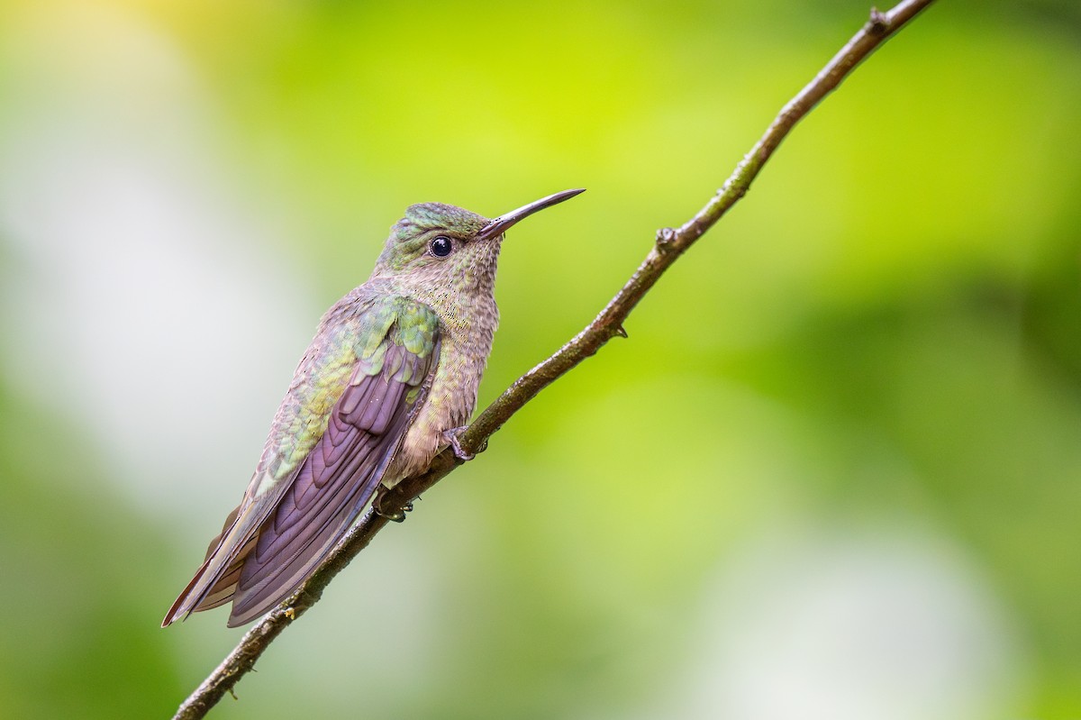 Scaly-breasted Hummingbird - ML623409168