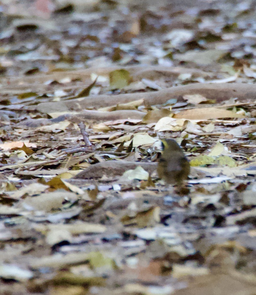 Yellow-throated Scrubwren - ML623409233