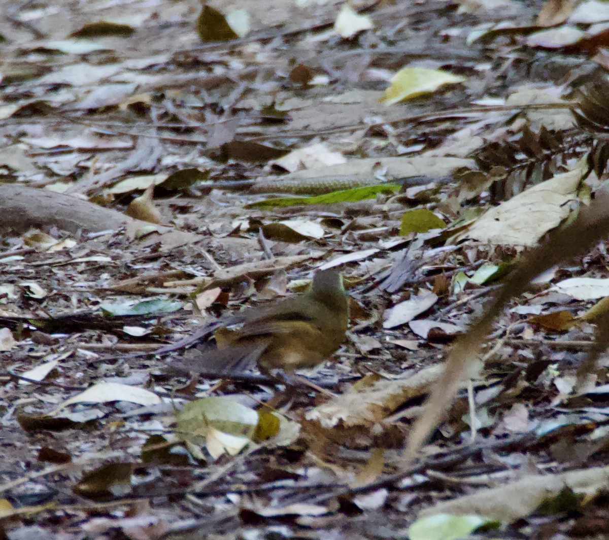 Yellow-throated Scrubwren - ML623409235