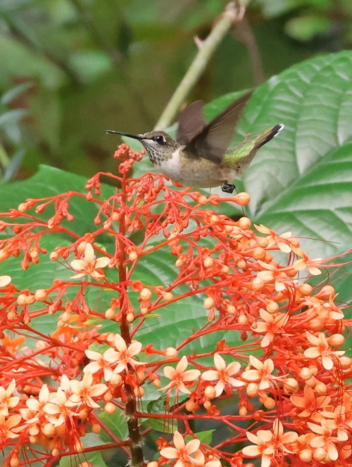 Ruby-throated Hummingbird - ML623409273