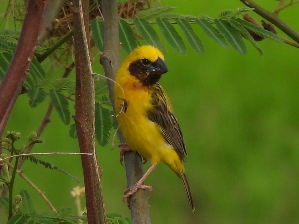 Asian Golden Weaver - ML623409316