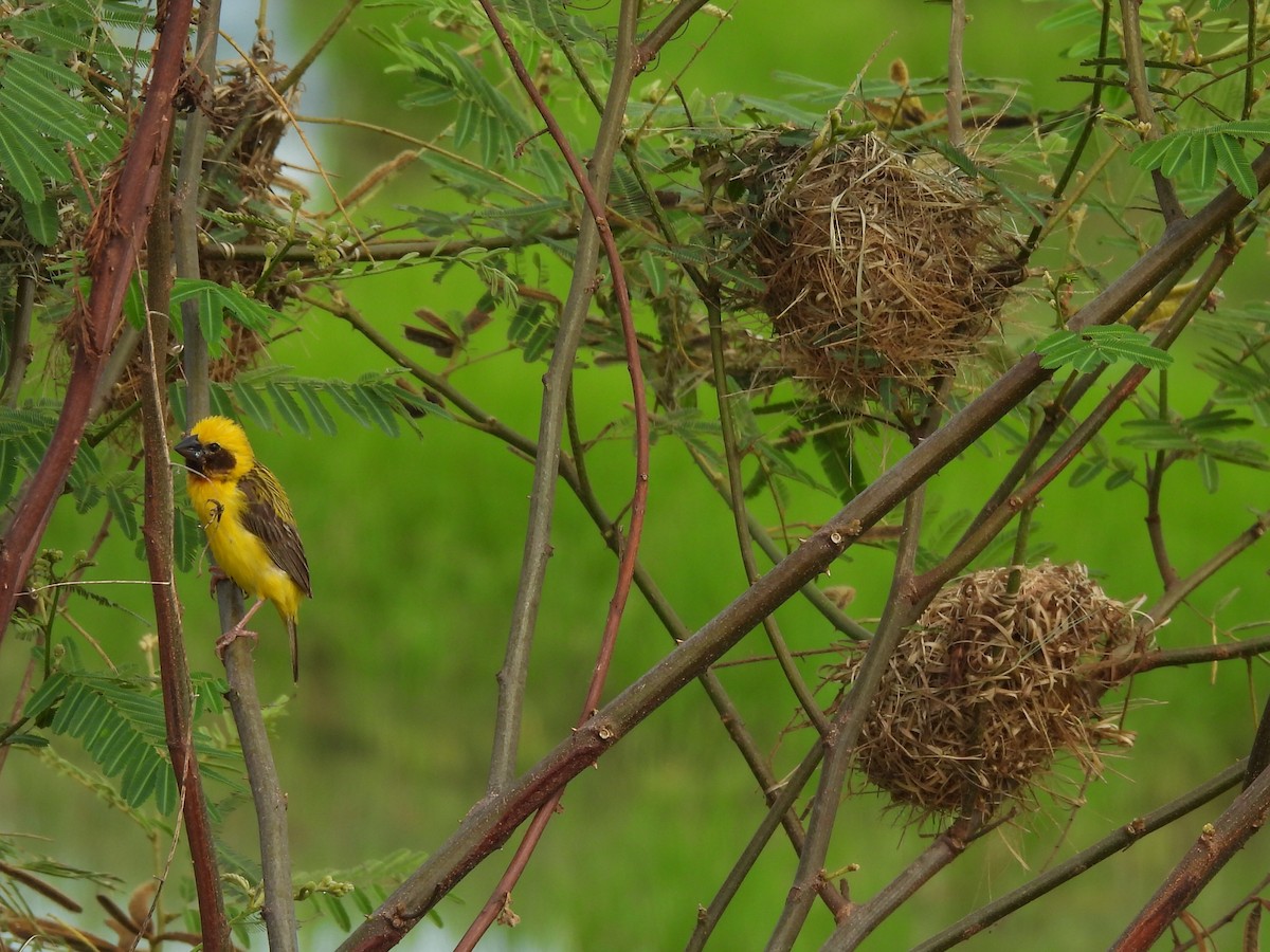 Asian Golden Weaver - ML623409324