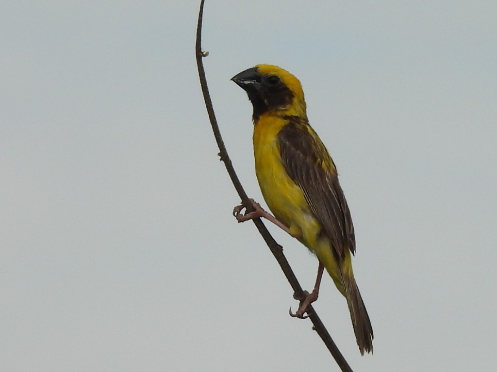 Asian Golden Weaver - ML623409344