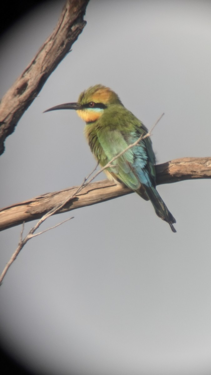 Rainbow Bee-eater - ML623409380