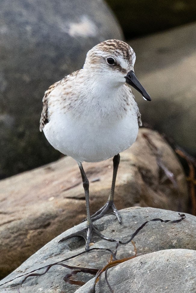 Semipalmated Sandpiper - ML623409421
