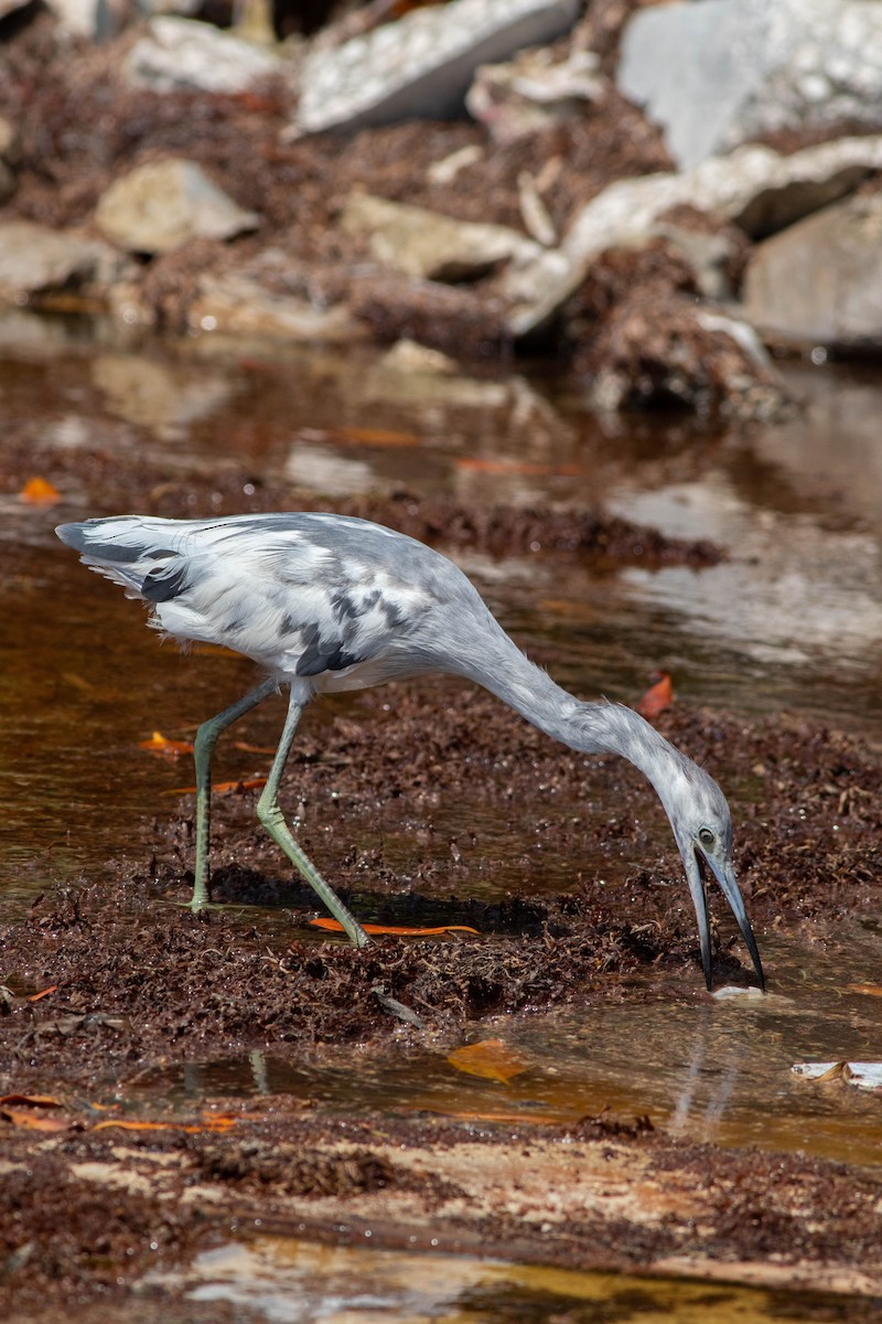 Little Blue Heron - ML623409469