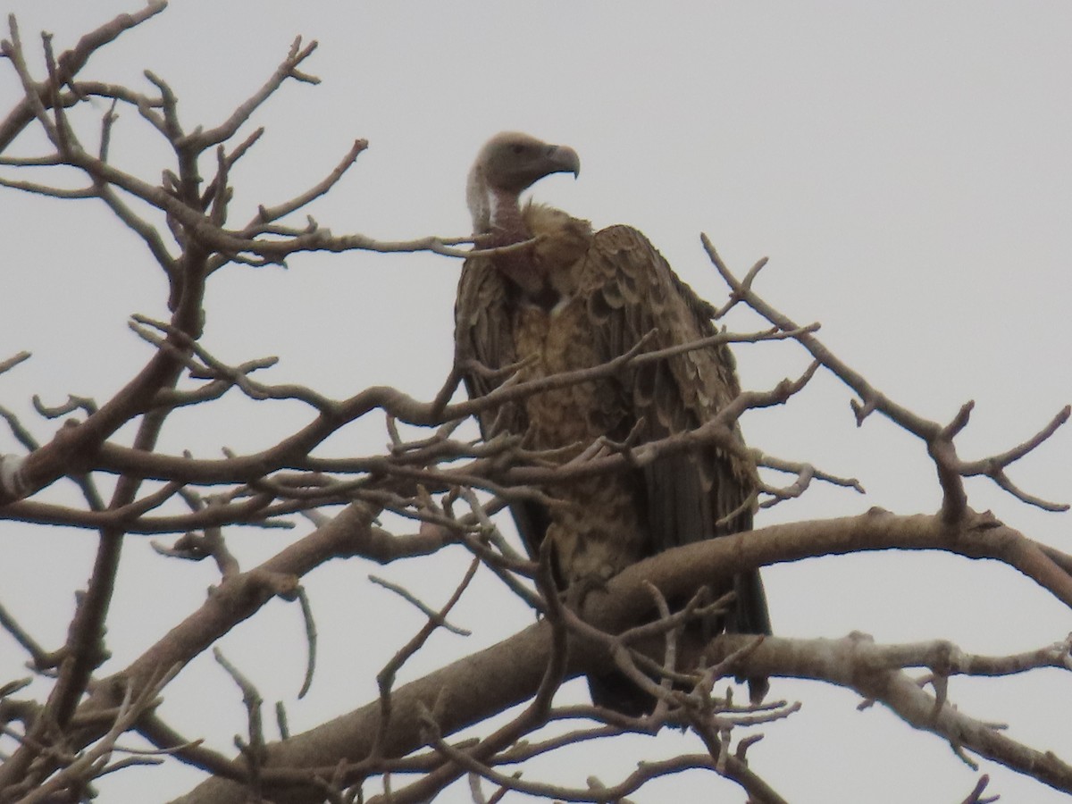 White-backed Vulture - ML623409473