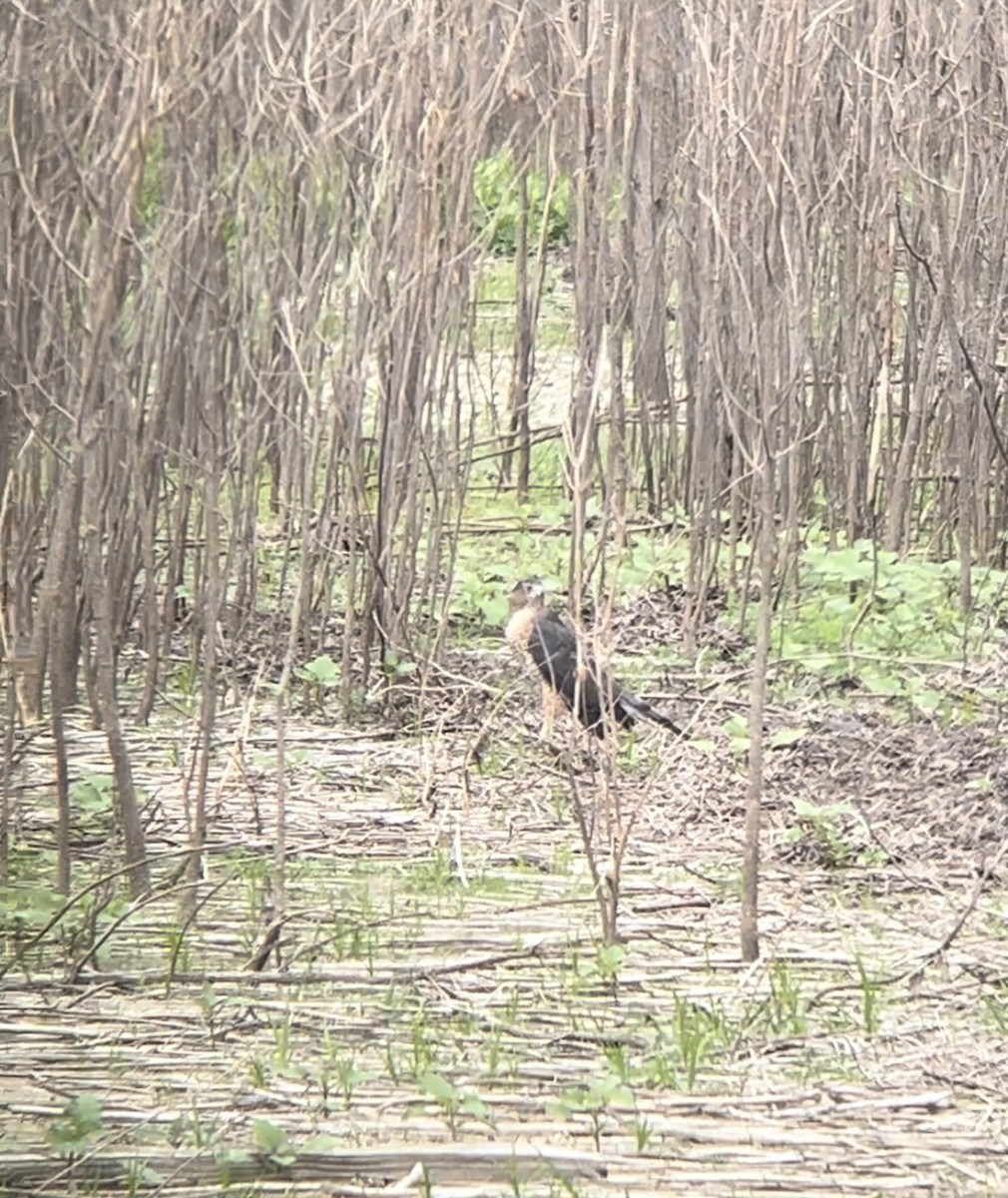 Cooper's Hawk - ML623409493