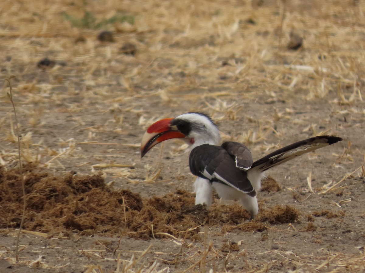 Von der Decken's Hornbill - ML623409557