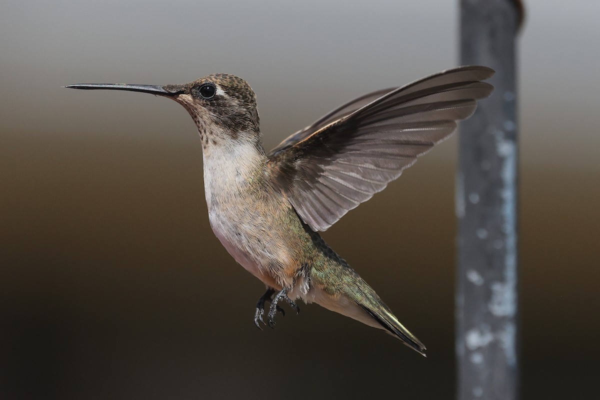 Black-chinned Hummingbird - ML623409577