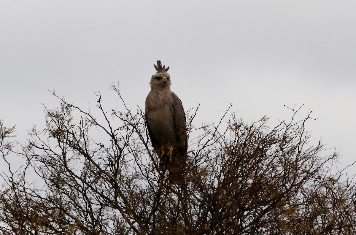 Chaco Eagle - Laura González