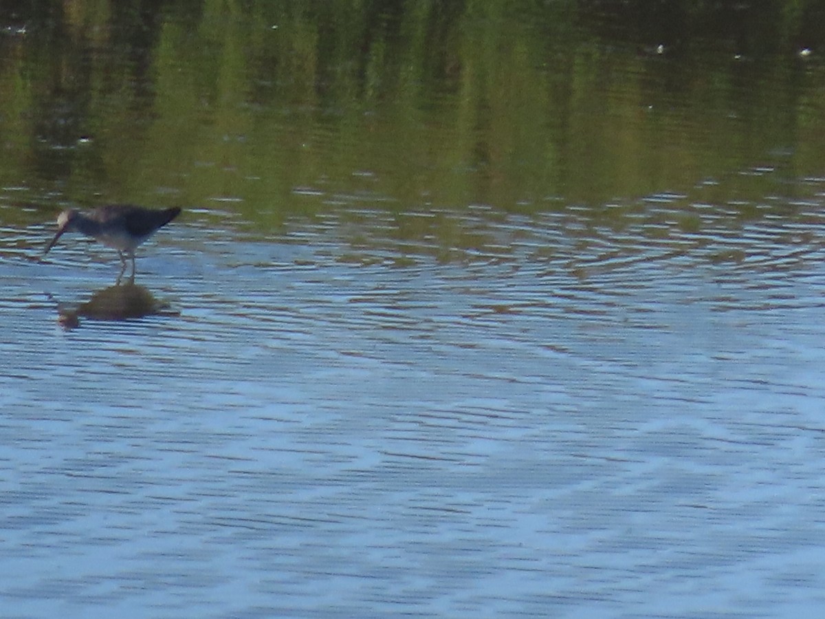 Greater Yellowlegs - ML623409604