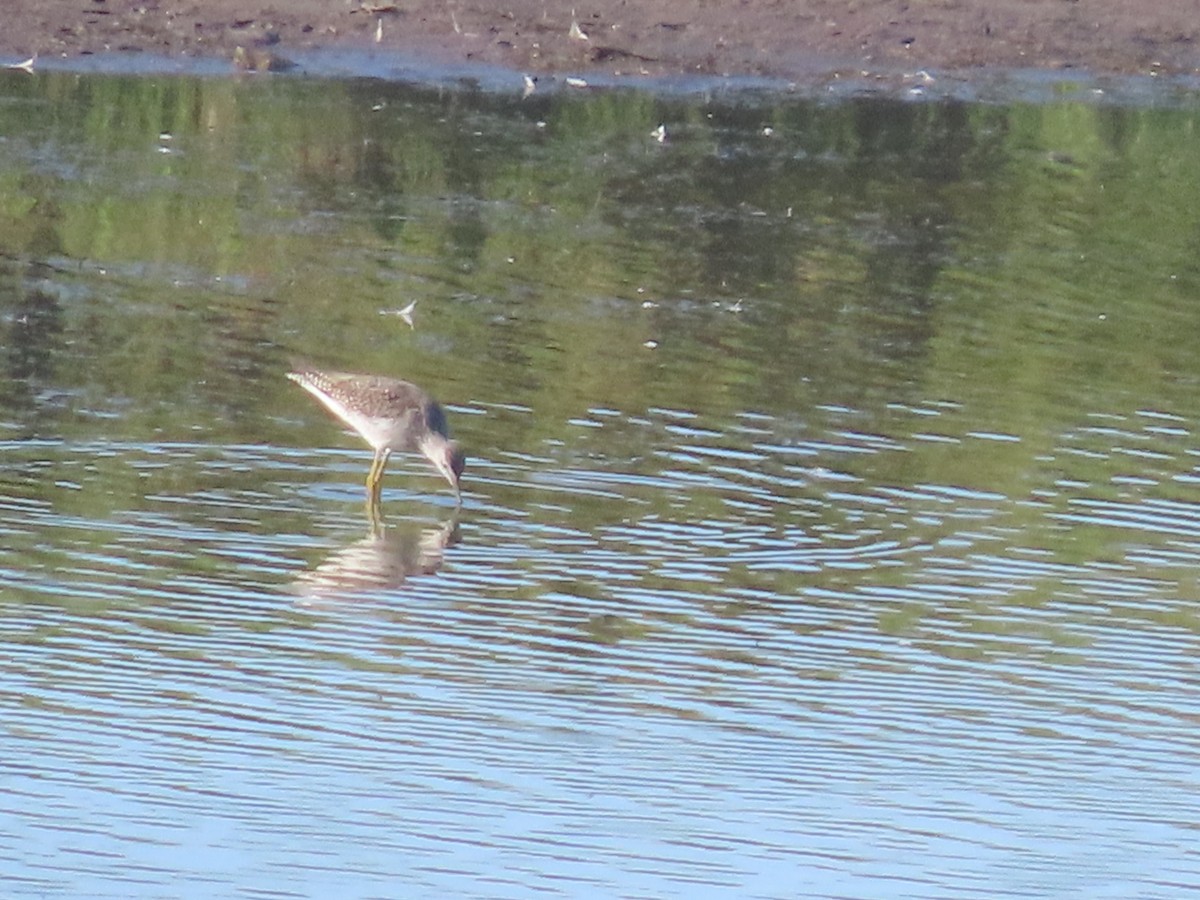 Greater Yellowlegs - ML623409609