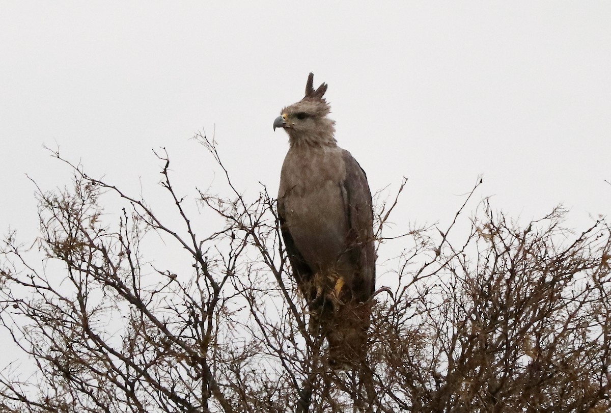 Chaco Eagle - ML623409624