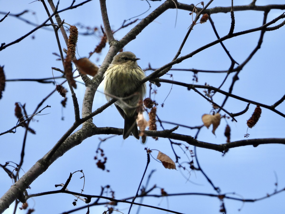 Cape May Warbler - ML623409662