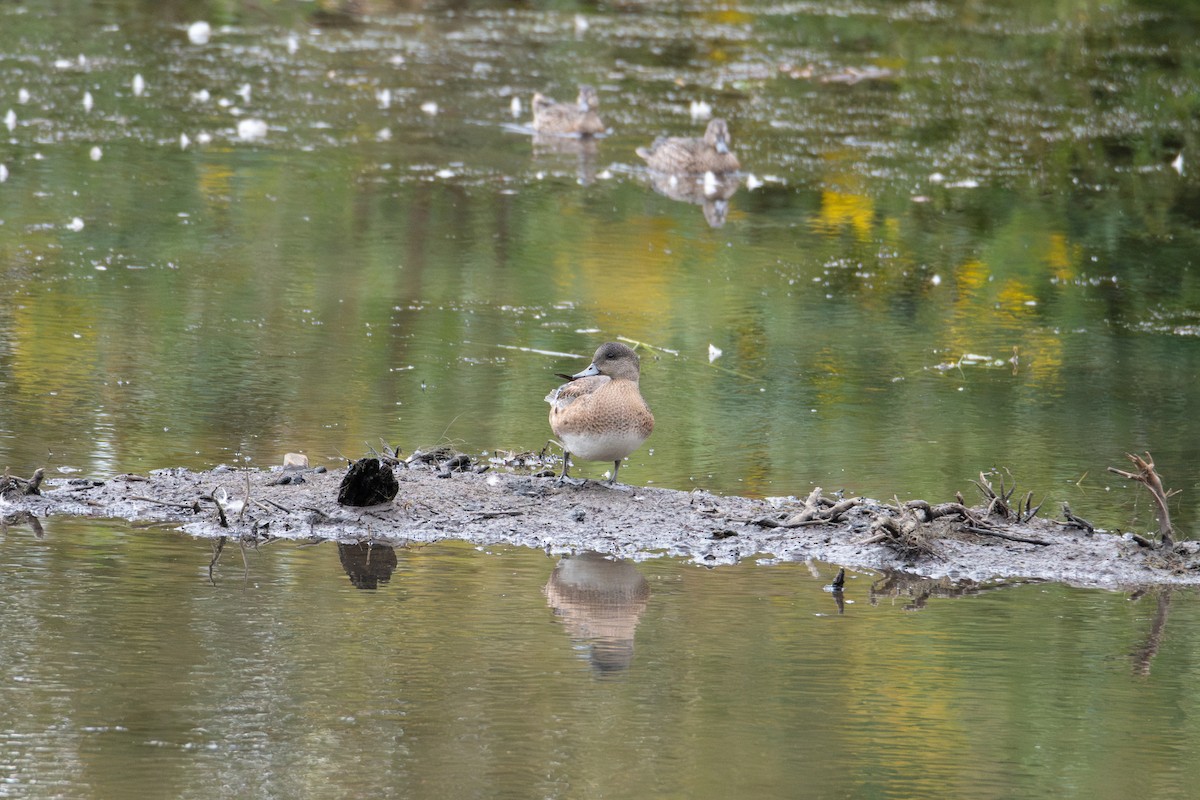 American Wigeon - ML623409681