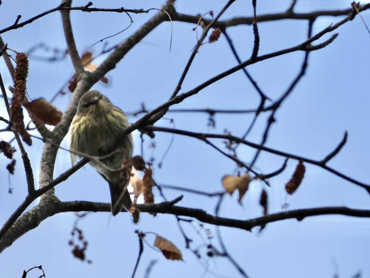 Cape May Warbler - ML623409682
