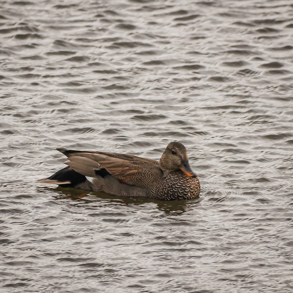 Gadwall - ML623409686