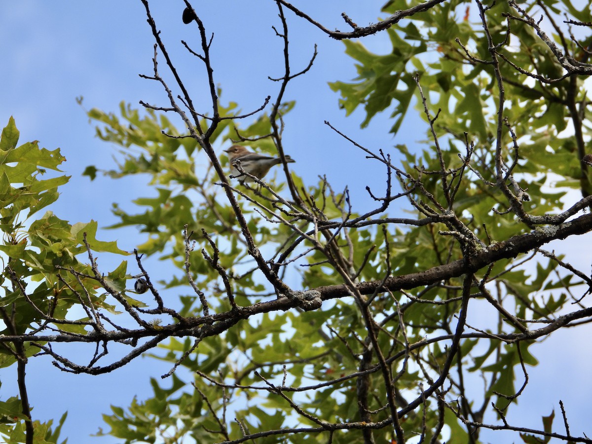 Yellow-rumped Warbler - ML623409724
