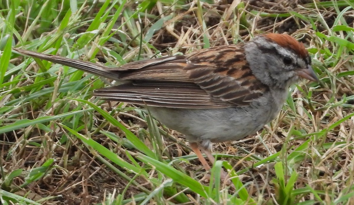 Chipping Sparrow - ML623409730