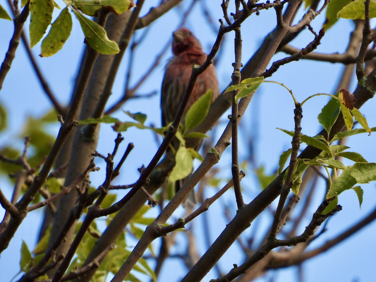 House Finch - ML623409743