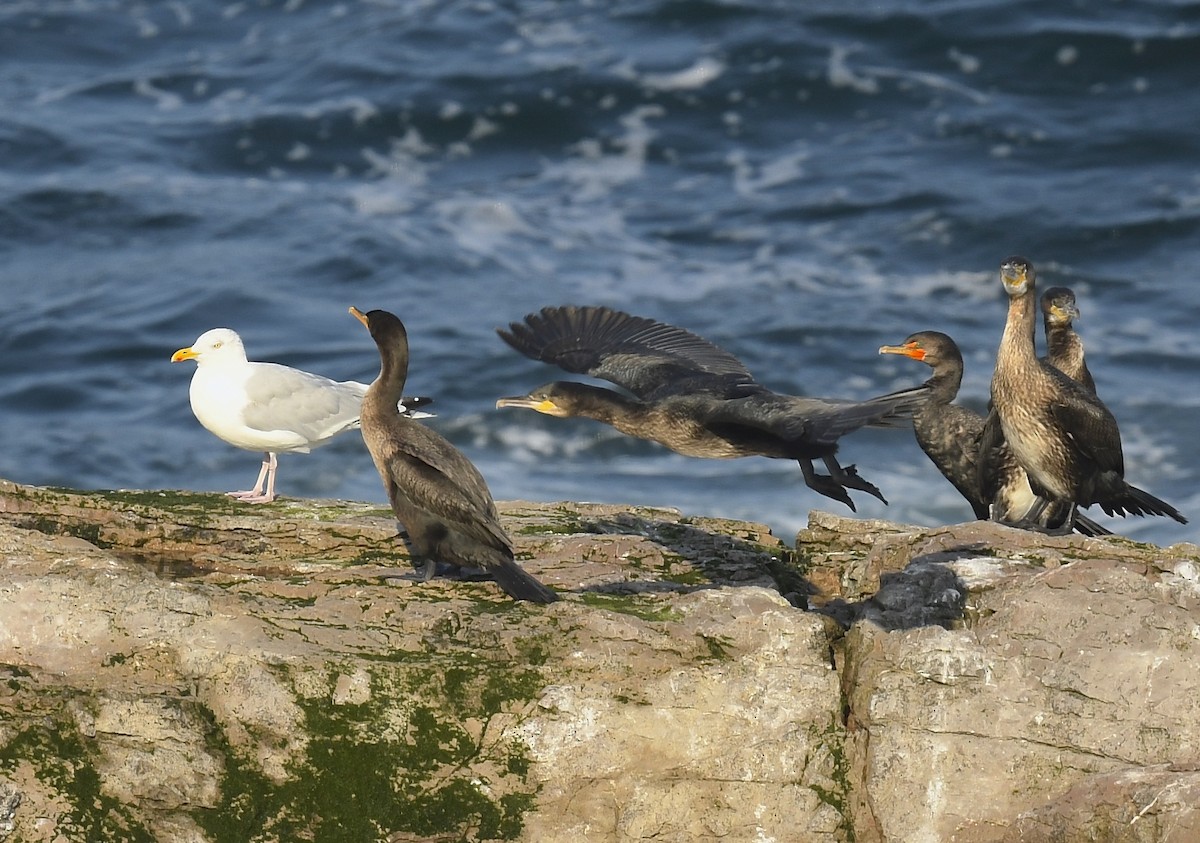 Double-crested Cormorant - ML623409806