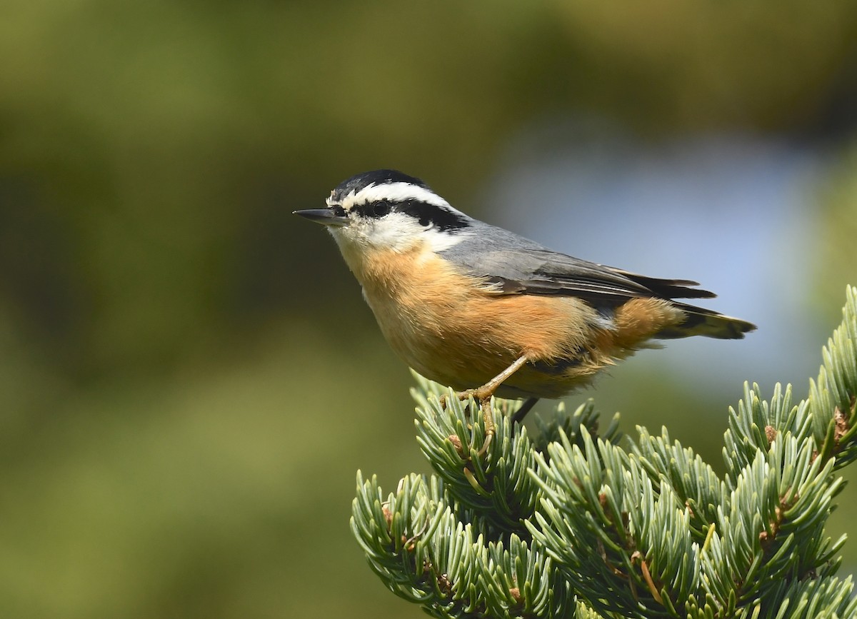 Red-breasted Nuthatch - ML623409818