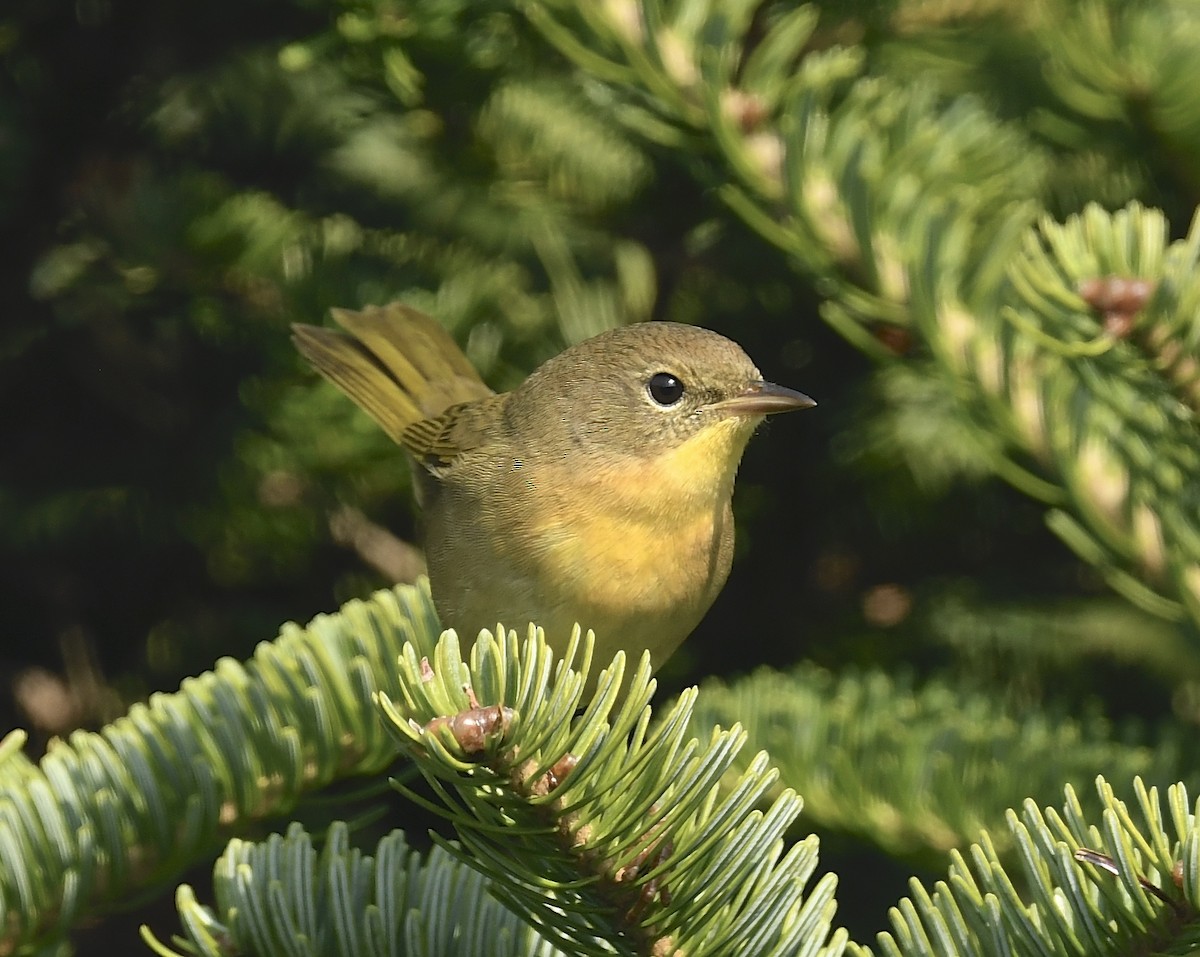 Common Yellowthroat - ML623409829