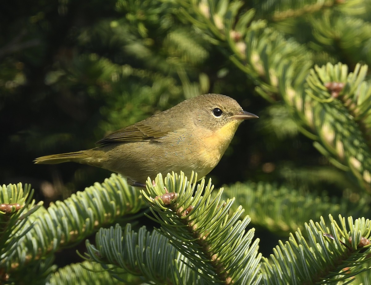 Common Yellowthroat - ML623409830