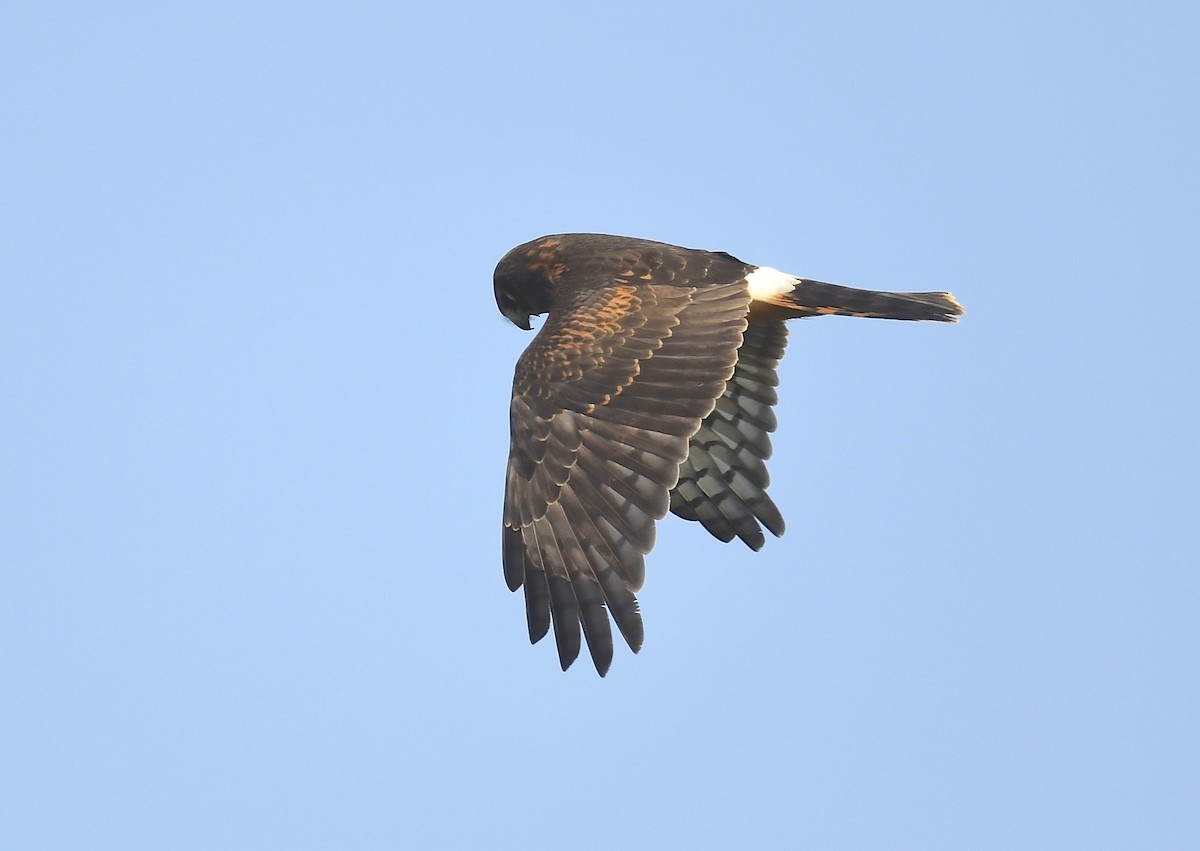 Northern Harrier - ML623409837