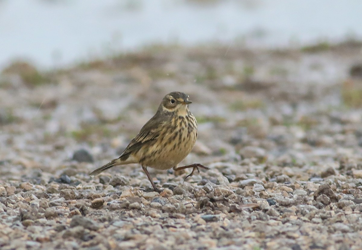 American Pipit - ML623409846