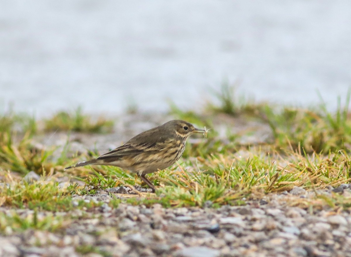 American Pipit - ML623409847