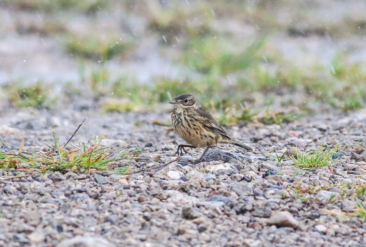 American Pipit - Debbie Parker