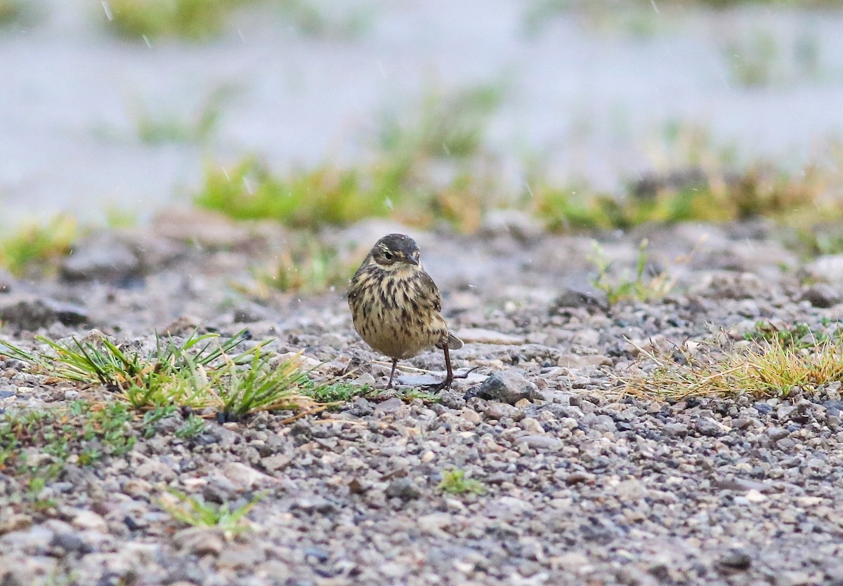 American Pipit - ML623409849